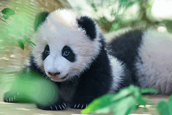 Chengdu Panda Cubs Delight Visitors in First Public Appearance Chengdu_Panda_Cubs_Delight_Visitors_in_First_Public_Appearance