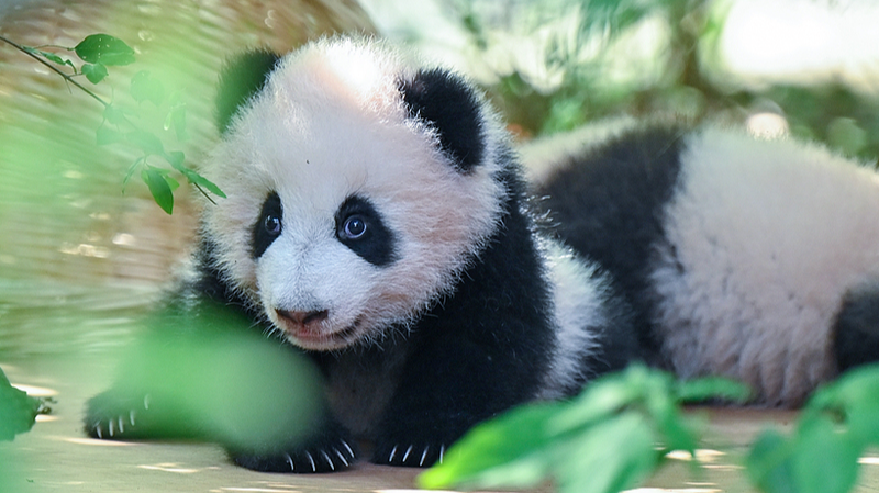 Chengdu_Panda_Cubs_Delight_Visitors_in_First_Public_Appearance