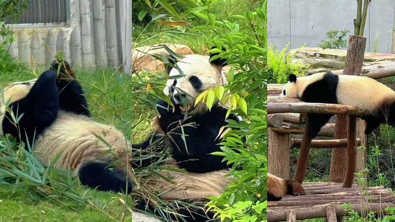 Chengdu’s Giant Pandas: A Global Attraction for Nature Lovers Chengdu_s_Giant_Pandas__A_Global_Attraction_for_Nature_Lovers video poster