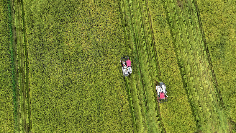 Chengdu_s_Golden_Harvest__White_Dew_Season_Signals_Autumn_s_Arrival_poster - Khabar Asia Chengdu_s_Golden_Harvest__White_Dew_Season_Signals_Autumn_s_Arrival video poster