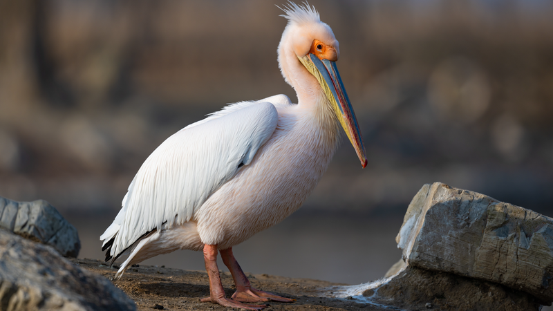 China Launches 3-Year Initiative to Boost Bird Conservation China_Launches_3_Year_Initiative_to_Boost_Bird_Conservation
