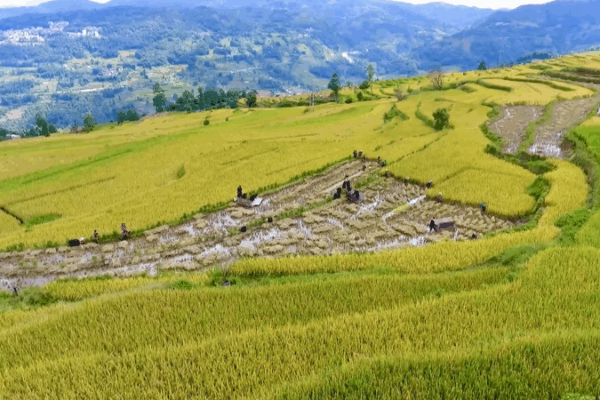 China’s Ancient Irrigation Sites Gain Global Heritage Recognition China_s_Ancient_Irrigation_Sites_Gain_Global_Heritage_Recognition video poster