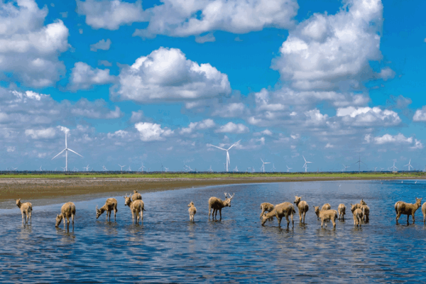 China’s Green Transformation Gains Momentum, Report Reveals China_s_Green_Transformation_Gains_Momentum__Report_Reveals