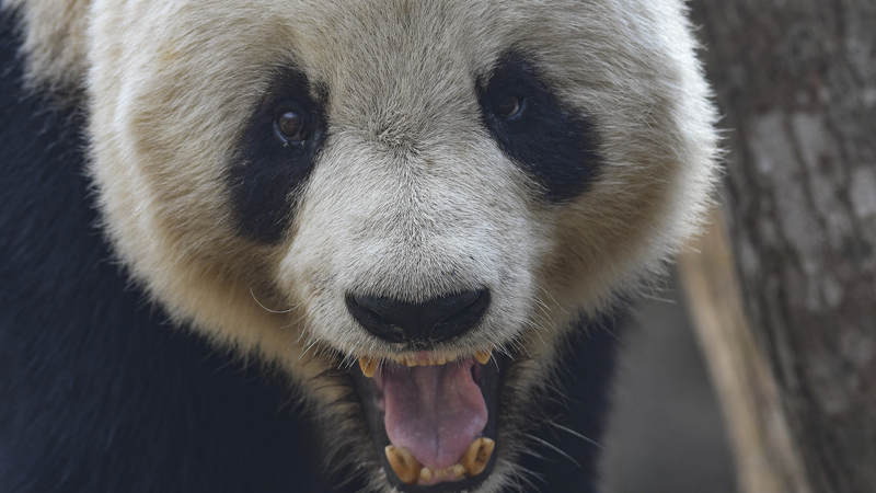 China’s ‘Panda Village’ Blends Ecology and Community China_s__Panda_Village__Blends_Ecology_and_Community