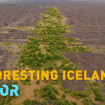 GI1CKVYNSAS4U4OUYRVB - Khabar Asia Iceland’s Green Revival: Restoring Lost Forests in the Land of Fire and Ice video poster