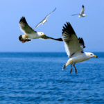 Gaoshan_Island__Tech___Community_Efforts_Shield_Vital_Bird_Sanctuary_in_East_China - Khabar Asia Gaoshan_Island__Tech___Community_Efforts_Shield_Vital_Bird_Sanctuary_in_East_China