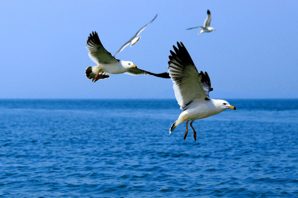 Gaoshan Island: Tech & Community Efforts Shield Vital Bird Sanctuary in East China Gaoshan_Island__Tech___Community_Efforts_Shield_Vital_Bird_Sanctuary_in_East_China