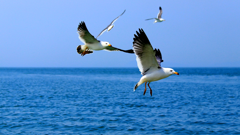 Gaoshan_Island__Tech___Community_Efforts_Shield_Vital_Bird_Sanctuary_in_East_China - Khabar Asia Gaoshan_Island__Tech___Community_Efforts_Shield_Vital_Bird_Sanctuary_in_East_China