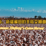Golden_Autumn__Xinjiang_s_Cotton_Harvest_in_Full_Bloom_poster - Khabar Asia Golden_Autumn__Xinjiang_s_Cotton_Harvest_in_Full_Bloom video poster