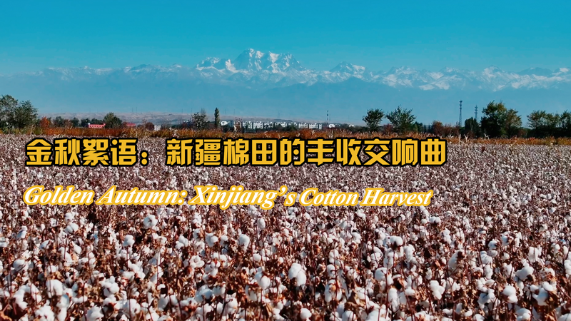 Golden_Autumn__Xinjiang_s_Cotton_Harvest_in_Full_Bloom video poster