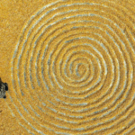 Golden_Harvest__China_s_Corn_Season_Lights_Up_Farmlands