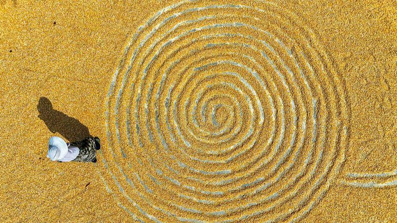 Golden_Harvest__China_s_Corn_Season_Lights_Up_Farmlands - Khabar Asia Golden_Harvest__China_s_Corn_Season_Lights_Up_Farmlands