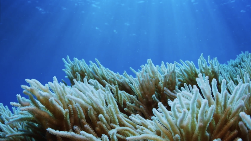 Guardians of the Blue Planet: Hainan’s Marine Protection Efforts Guardians_of_the_Blue_Planet__Hainan_s_Marine_Protection_Efforts video poster