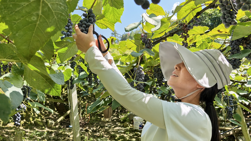 Guizhou’s Alpine Grapes Sweeten Markets with Mountain Harvest Guizhou_s_Alpine_Grapes_Sweeten_Markets_with_Mountain_Harvest video poster