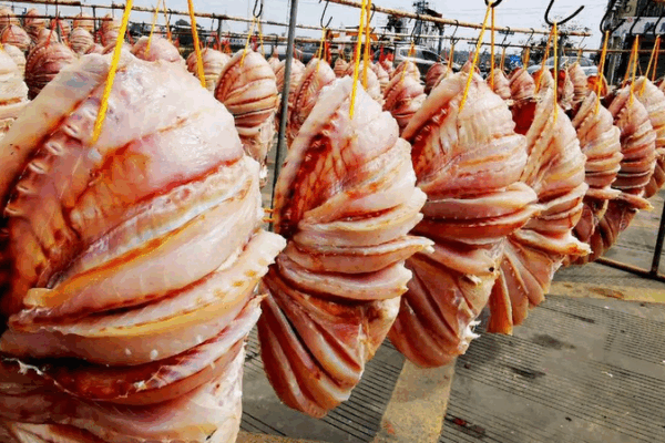 Danzhou’s Sun-Dried Snapper: A Cultural Heritage Thrives in Hainan Danzhou’s Sun-Dried Snapper: A Cultural Heritage Thrives in Hainan