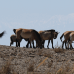 Historic_Reintroduction__Przewalski_s_Horses_Return_to_Wild_in_China_poster - Khabar Asia Historic_Reintroduction__Przewalski_s_Horses_Return_to_Wild_in_China video poster