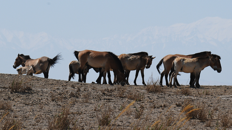 Historic_Reintroduction__Przewalski_s_Horses_Return_to_Wild_in_China_poster - Khabar Asia Historic_Reintroduction__Przewalski_s_Horses_Return_to_Wild_in_China video poster