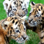 IKFEMQ76ZTBE1OX5LGLP - Khabar Asia Rare Tiger and Lion Cubs to Debut During China’s National Day video poster