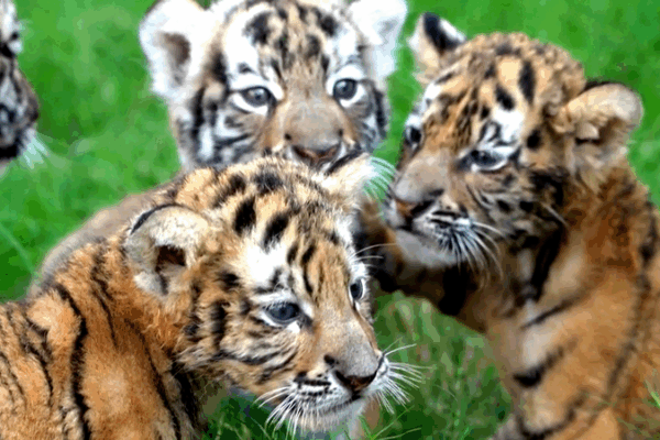 Rare Tiger and Lion Cubs to Debut During China’s National Day Rare Tiger and Lion Cubs to Debut During China’s National Day video poster