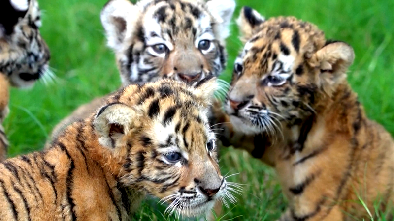 Rare Tiger and Lion Cubs to Debut During China’s National Day video poster