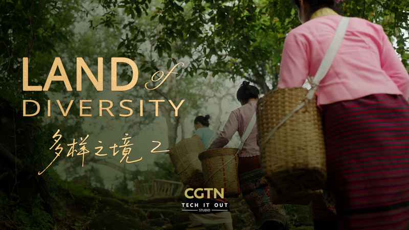 Jingmai Mountain: Where Ancient Forests Brew Luxury Tea Jingmai_Mountain__Where_Ancient_Forests_Brew_Luxury_Tea video poster