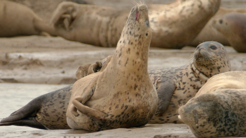 Liaodong Bay’s Spotted Seals Thrive Amid Conservation Efforts Liaodong_Bay_s_Spotted_Seals_Thrive_Amid_Conservation_Efforts video poster