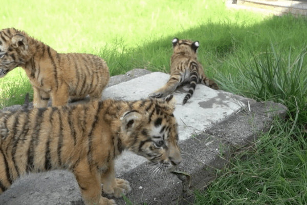 Lion and Tiger Cubs Set for Public Debut in Henan Zoo Lion_and_Tiger_Cubs_Set_for_Public_Debut_in_Henan_Zoo video poster