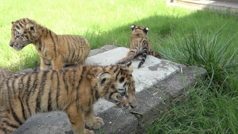 Lion_and_Tiger_Cubs_Set_for_Public_Debut_in_Henan_Zoo video poster