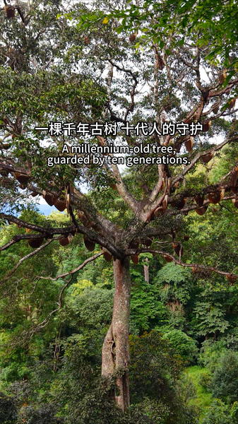 Millennium-Old Tree in Yunnan Offers Climate Wisdom Millennium_Old_Tree_in_Yunnan_Offers_Climate_Wisdom video poster