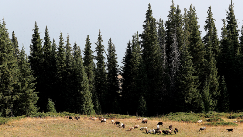 Misty_Majesty__Songshutou_s_Breathtaking_Views_Over_Sayram_Lake_poster - Khabar Asia Misty_Majesty__Songshutou_s_Breathtaking_Views_Over_Sayram_Lake video poster