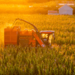 N7JN7ZRED22MT8C77GJE - Khabar Asia Shandong Celebrates China’s Farmers’ Harvest Festival Amid Record Yields