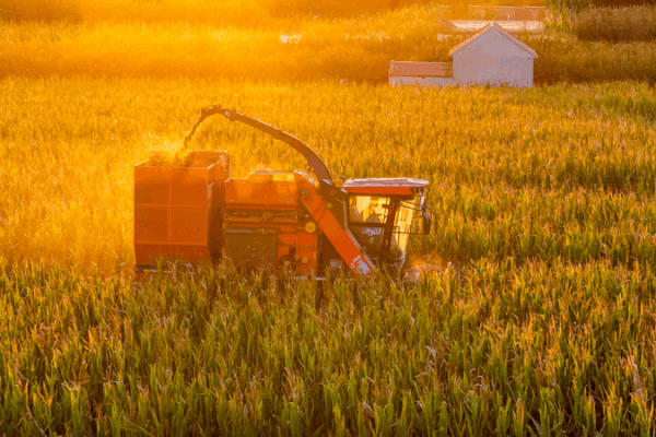 Shandong Celebrates China’s Farmers’ Harvest Festival Amid Record Yields Shandong Celebrates China’s Farmers’ Harvest Festival Amid Record Yields