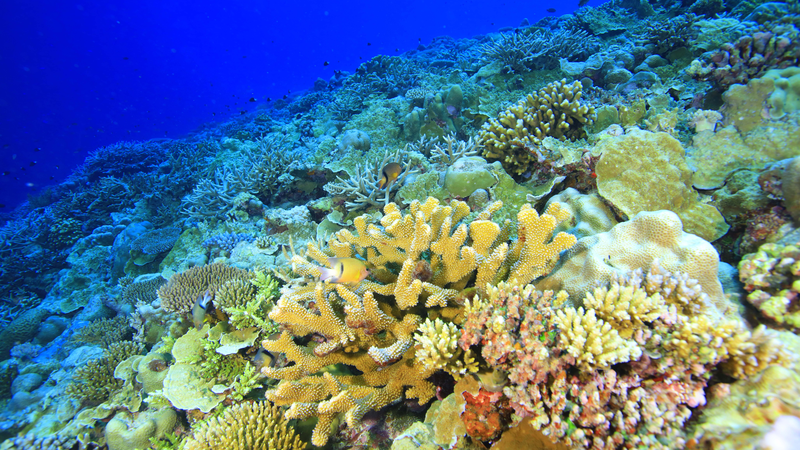 Coral Reefs in Crisis: A Silent Warning from the Ocean’s Heart Coral Reefs in Crisis: A Silent Warning from the Ocean’s Heart video poster