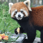 Nantong_Zoo_Celebrates_Mid_Autumn_with_Animal_Friendly_Mooncakes