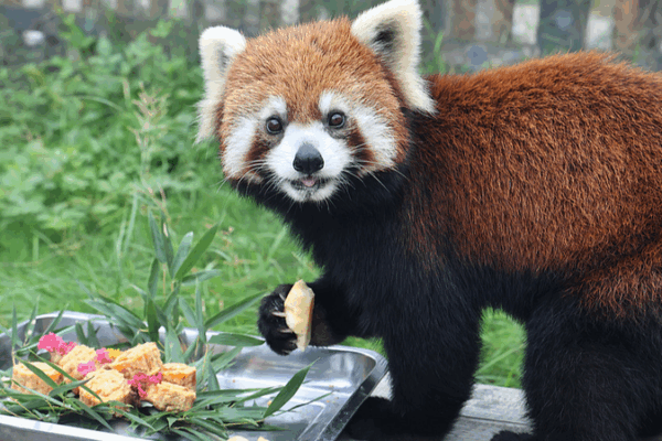 Nantong Zoo Celebrates Mid-Autumn with Animal-Friendly Mooncakes Nantong_Zoo_Celebrates_Mid_Autumn_with_Animal_Friendly_Mooncakes