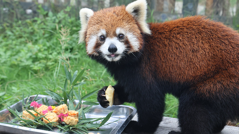 Nantong_Zoo_Celebrates_Mid_Autumn_with_Animal_Friendly_Mooncakes - Khabar Asia Nantong_Zoo_Celebrates_Mid_Autumn_with_Animal_Friendly_Mooncakes