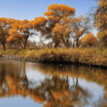 PMDNHK8HMVTGJ8VWCOBY - Khabar Asia Golden Poplars of Jinhuyang: Autumn’s Desert Masterpiece in Xinjiang