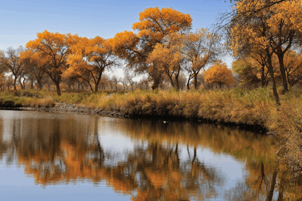 Golden Poplars of Jinhuyang: Autumn’s Desert Masterpiece in Xinjiang Golden Poplars of Jinhuyang: Autumn’s Desert Masterpiece in Xinjiang