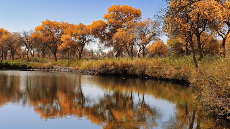 PMDNHK8HMVTGJ8VWCOBY - Khabar Asia Golden Poplars of Jinhuyang: Autumn’s Desert Masterpiece in Xinjiang