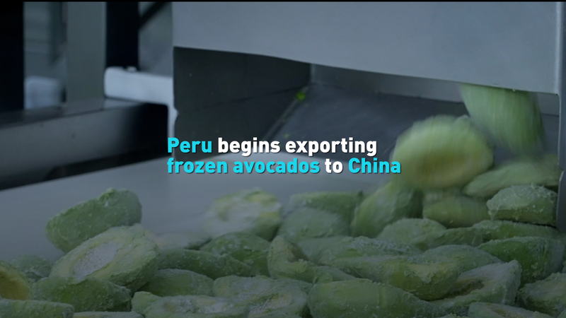 Peru Breaks New Ground with First Frozen Avocado Exports to China Peru_Breaks_New_Ground_with_First_Frozen_Avocado_Exports_to_China video poster