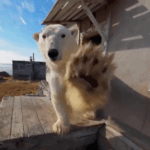 Polar_Bears_Seek_Shelter_in_Abandoned_Russian_Outpost_as_Arctic_Ice_Melts_poster - Khabar Asia Polar_Bears_Seek_Shelter_in_Abandoned_Russian_Outpost_as_Arctic_Ice_Melts video poster