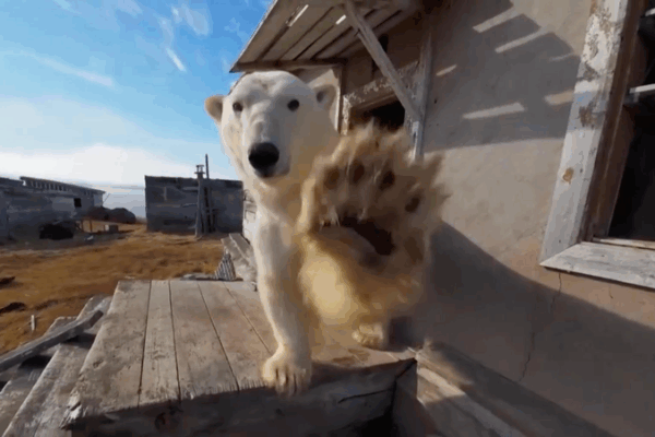 Polar Bears Seek Shelter in Abandoned Russian Outpost as Arctic Ice Melts Polar_Bears_Seek_Shelter_in_Abandoned_Russian_Outpost_as_Arctic_Ice_Melts video poster