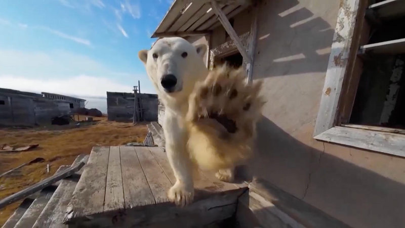 Polar_Bears_Seek_Shelter_in_Abandoned_Russian_Outpost_as_Arctic_Ice_Melts_poster - Khabar Asia Polar_Bears_Seek_Shelter_in_Abandoned_Russian_Outpost_as_Arctic_Ice_Melts video poster