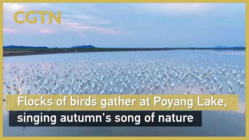 Poyang Lake Welcomes Thousands of Egrets Amid Autumn Drought Poyang_Lake_Welcomes_Thousands_of_Egrets_Amid_Autumn_Drought video poster