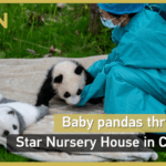 Rare_Panda_Cub_Cheng_Shi_Thrives_at_Chengdu_Conservation_Center_poster - Khabar Asia Rare_Panda_Cub_Cheng_Shi_Thrives_at_Chengdu_Conservation_Center video poster