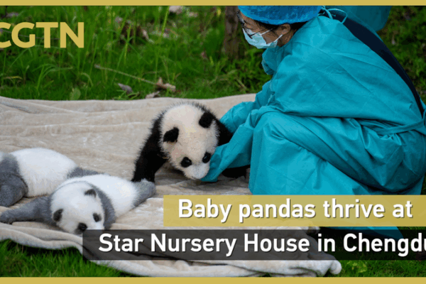 Rare Panda Cub Cheng Shi Thrives at Chengdu Conservation Center Rare_Panda_Cub_Cheng_Shi_Thrives_at_Chengdu_Conservation_Center video poster