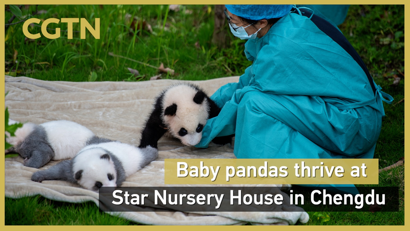 Rare_Panda_Cub_Cheng_Shi_Thrives_at_Chengdu_Conservation_Center_poster - Khabar Asia Rare_Panda_Cub_Cheng_Shi_Thrives_at_Chengdu_Conservation_Center video poster