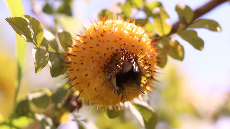 Spiky ‘Golden Fruit’ Transforms Rural Guizhou’s Economy Spiky__Golden_Fruit__Transforms_Rural_Guizhou_s_Economy video poster