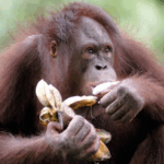 Wild Chimps’ Alcohol Diet Sheds Light on Human Drinking Origins