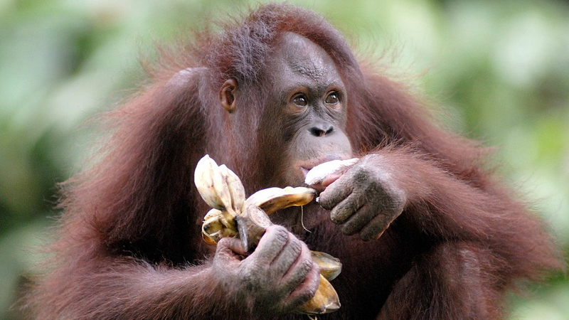 Wild Chimps’ Alcohol Diet Sheds Light on Human Drinking Origins